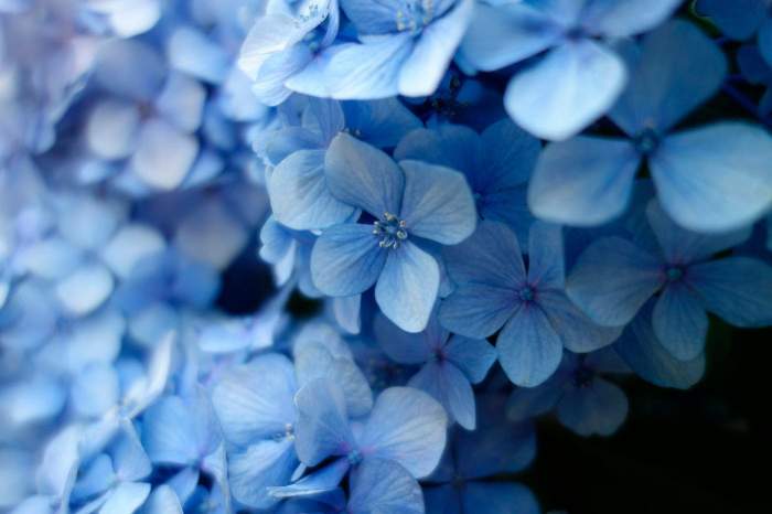 Close-up of soft blue hydrangea flowers in bloom