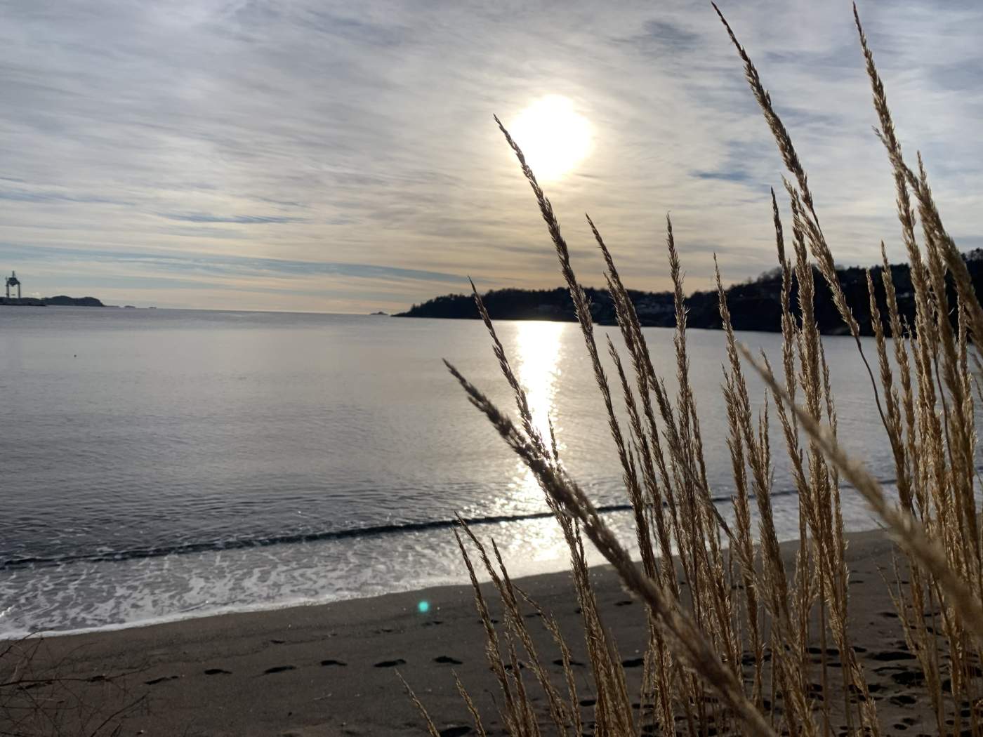 Sun rising through reeds spaced out at the ocean's edge.