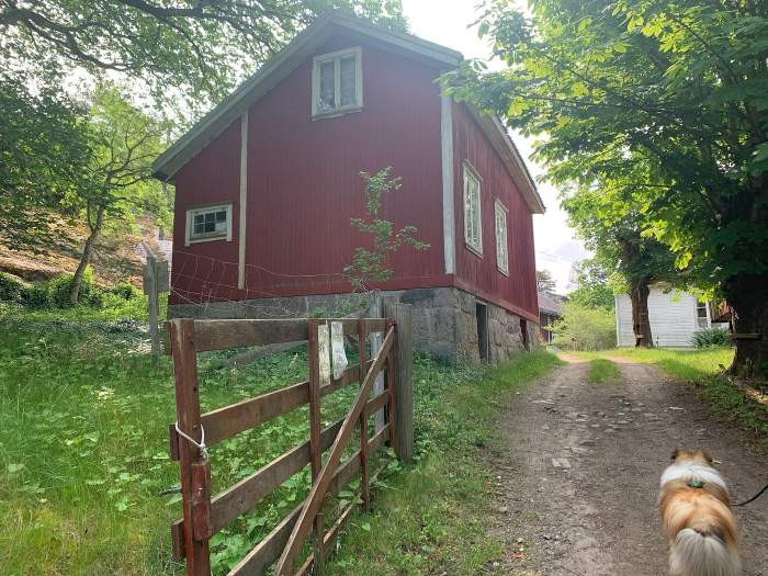 Red wooden house by a dirt path with a dog walking ahead under leafy trees."*